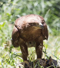 eagle in a park on the nature