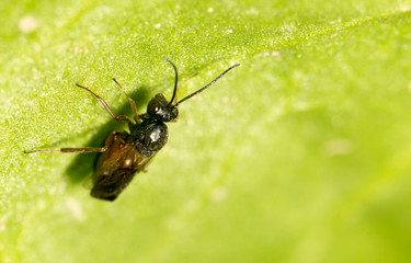 fly on a green leaf in nature. close-up