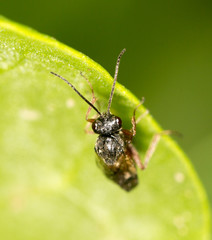 fly on a green leaf in nature. close-up