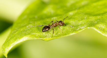 Fototapeta premium ant in nature. close-up