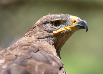 Fototapeta premium Portrait of an eagle in nature