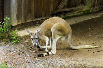 Naklejka na ściany i meble Kangaroo at the zoo