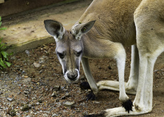 Close up of a kangaroo