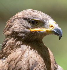 Portrait of an eagle in nature