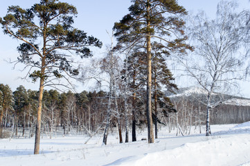 Birch and pine forest