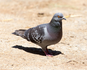 dove on the ground