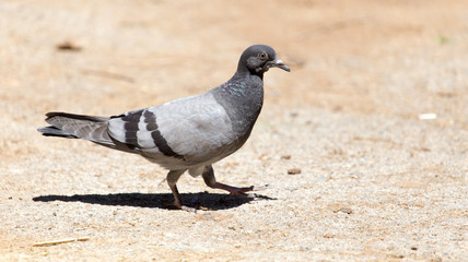Obraz premium dove on the ground