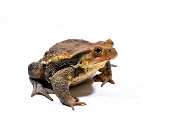 アズマヒキガエル