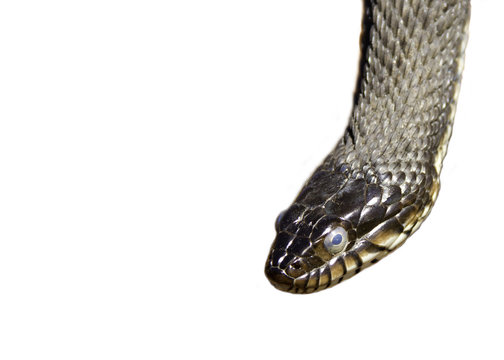Snake head isolated on white background