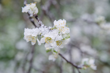 Spring buds and flowers covered in snow