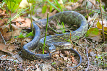 Rat Snake poised to strike
