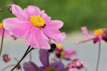 Obraz premium Anemone japonica