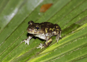 Spadefoot toad on a leaf