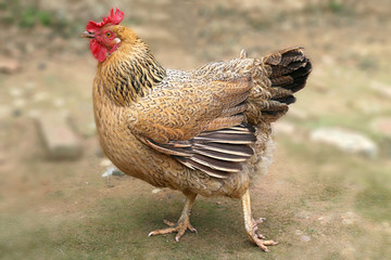  Red hen on farm. Homemade poultry. Rustic look. 