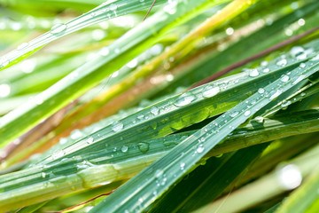 Beautiful green lemongrass leaf background with water drop.