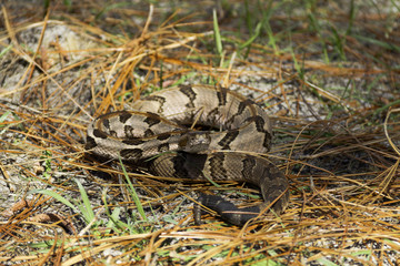 Rattlesnake poised to strike