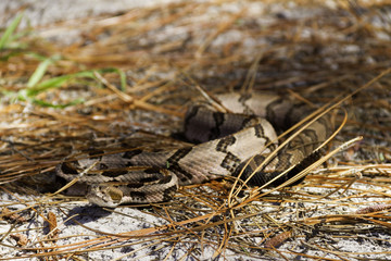 Slithering Timber Rattlesnake