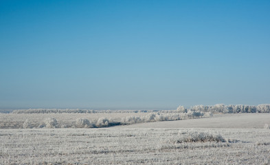 Trees in hoarfrost