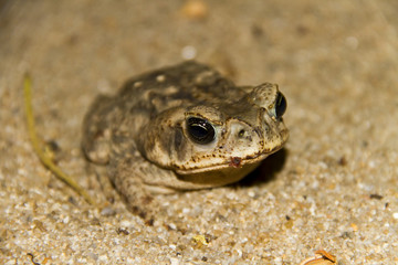 Cane toad (Bufo marinus)