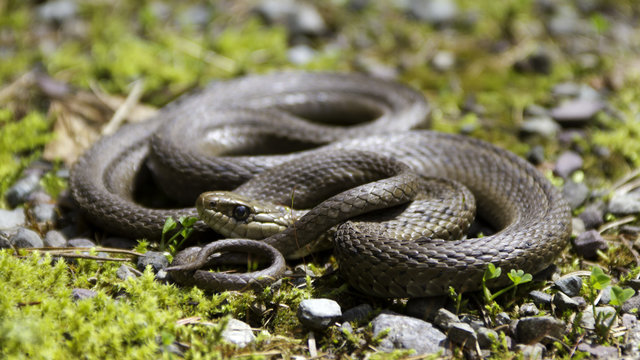 Close up of a coiled garter snake