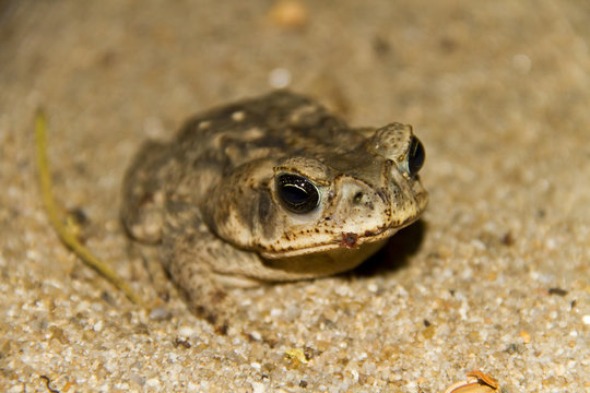 Cane Toad (Bufo Marinus)