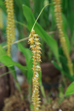 Yellow Dendrochilum filiforme orchid flower blooms in a greenhouse in summer