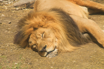 Close up of a male lion sleeping