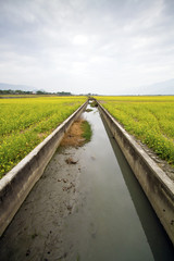 water of irrigation in canal