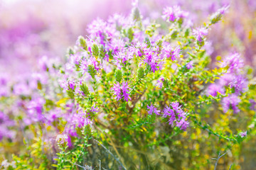 Obraz premium Thyme