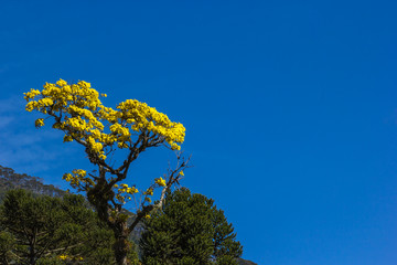 Ipê amarelo