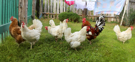 Chicken and cock, farm, shooting outdoors
