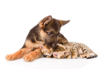 german shepherd puppy dog kisses bengal cats. isolated on white