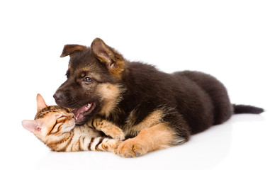 german shepherd puppy dog biting bengal cat. isolated on white b