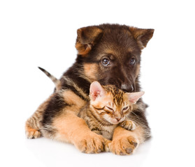 german shepherd puppy dog embracing little bengal cat. isolated