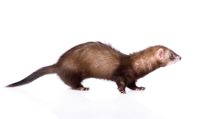 polecat in profile. isolated on white background