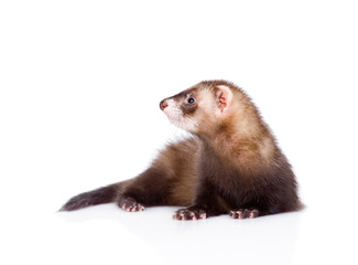 ferret lying. isolated on white background