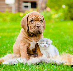 Bordeaux puppy dog and newborn kitten sitting together on green © Ermolaev Alexandr