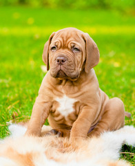 Bordeaux puppy dog sitting on green grass