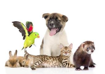large group of pets. Isolated on white background