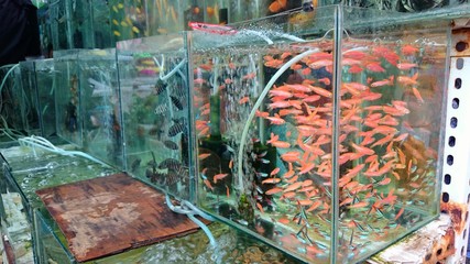 Fische im Aquarium - Marktstand in Kunming