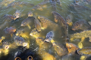 Obraz premium 池で泳ぐ鯉／山形県庄内地方の池で泳ぐ鯉を撮影した写真です。