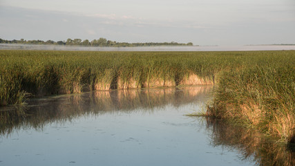 A marsh filled with invasive cattail species in central Wisconsin in the early morning hours.  On the horizon lies a cloud of fog, and over the water hangs a light mist.
