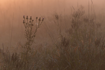 The silhouette of a thistle flower and other wetland plants in the early morning, orange glow at a fog covered marsh.