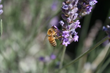 abeille