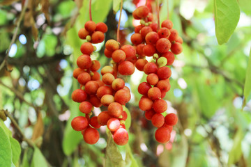 branch of red ripe schisandra