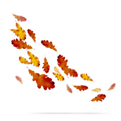 Autumn leaves on white background