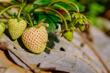 Strawberries  in the garden
