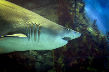 Shark