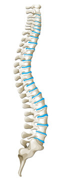 Spine Diagram Showing Back Pain