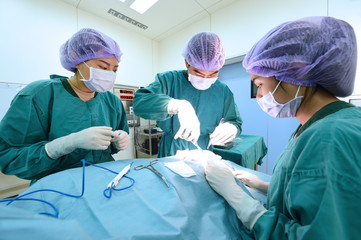 group of veterinarian surgery in operation room